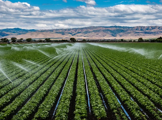 a field of crops sprinklers